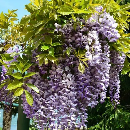 住宿加早餐酒店 Foresteria Simona 4*